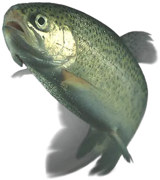 Trout Transparent Png You Ve Been Whacked With A Wet Trout Transparent Fish