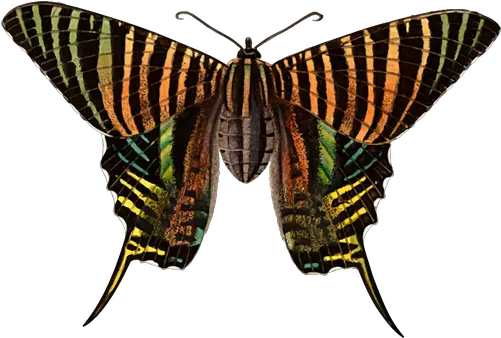 Urania Moth Free Svg Oiketicus Kirbyi Png Moth Png