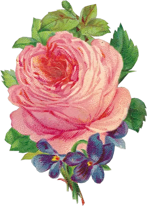 Flores Png Schöne Rosa Vintage Rosehübscher Violetter Flor Png Vintage Flores Png