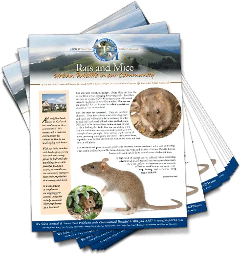 Rats And Mice Urban Wildlife In Our Community My Aipm Rat Png Rats Png