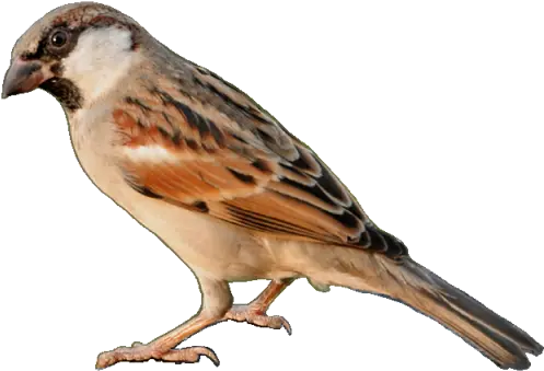 Download Sparrow Png Transparent 425 Sparrow Png Transparent Sparrow Png