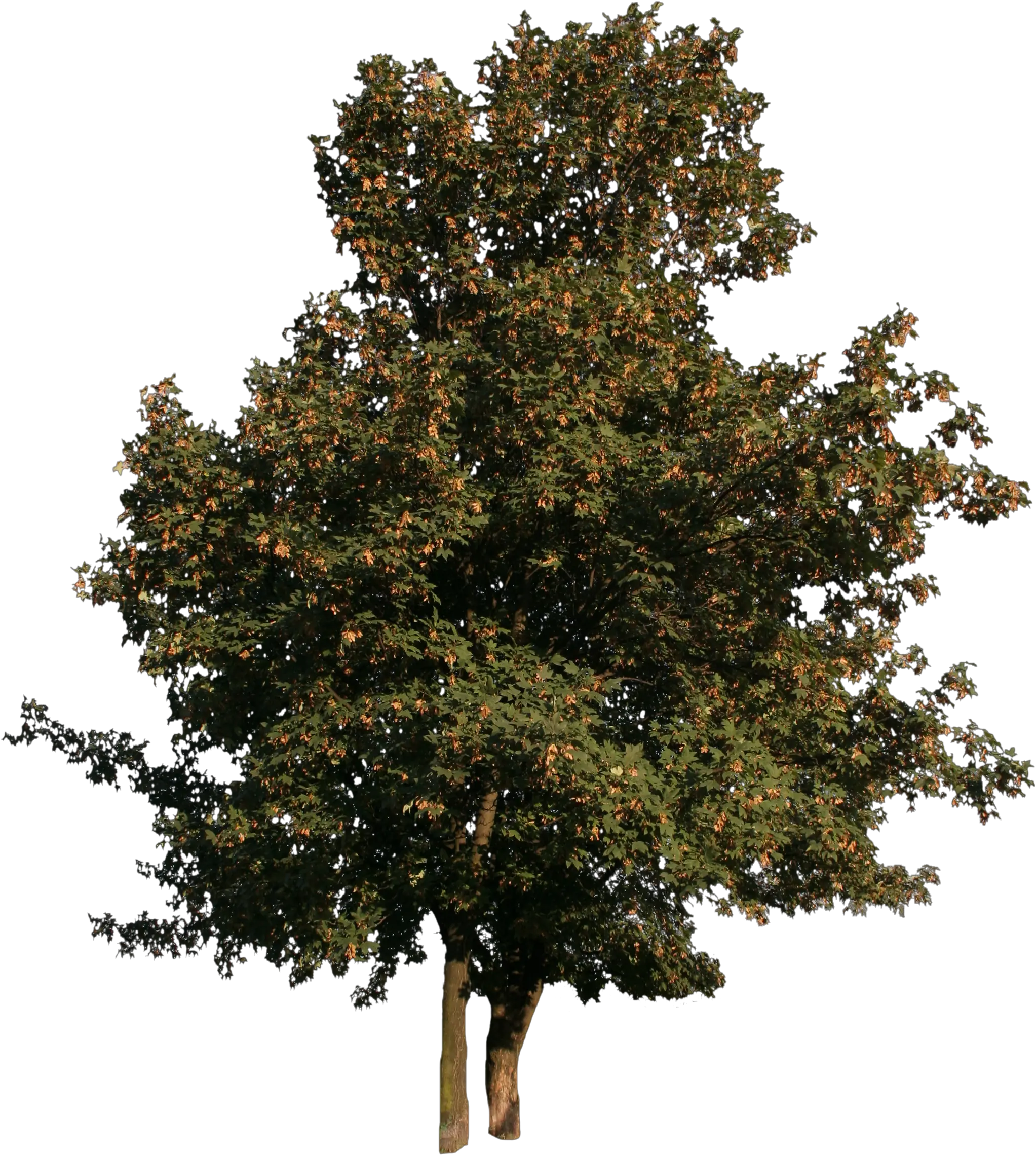 Maple Tree With Fruits Free Cut Out People Trees And Leaves Maple Tree Cut Out Png Tree Cutout Png png