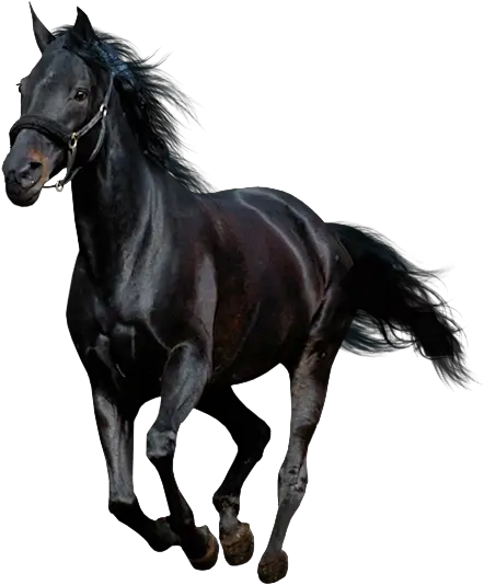 Pin Horse Clipart Transparent Black Horse Running Png Horse Running Png