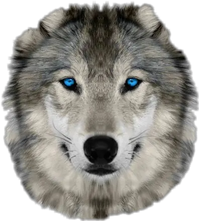 Wolf Face Sticker By Ashley Hankins Wolf Face Real Png Wolf Face Png