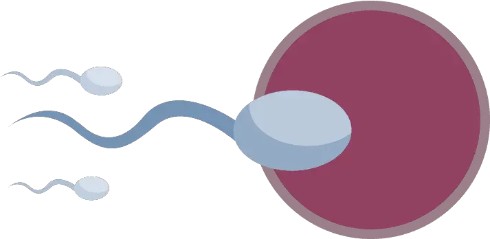 Yorkshire Smokefree Male Sperm Png Sperm Png