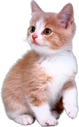 Cute Kitten Png Download Cute Kitten Png Kitten Transparent Background