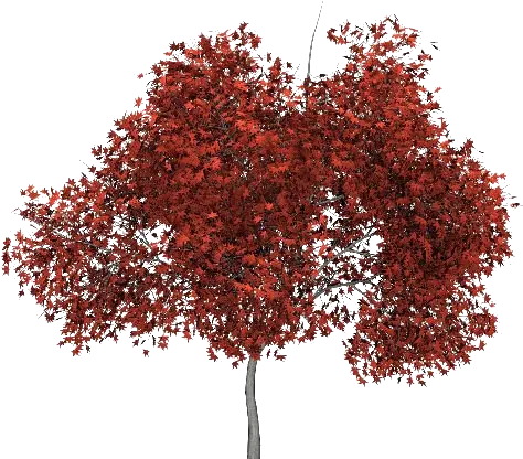 Red Tree Png Picture Kirmizi Aaç Png Red Tree Png