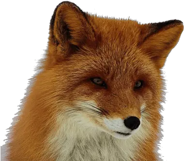 Fox Png Red Fox Clear Background Fox Png