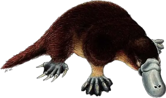 Platypus Facts Platypus Facts Png Platypus Png