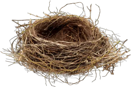 Nest Png Images Free Download Nest Transparent Png Nest Png