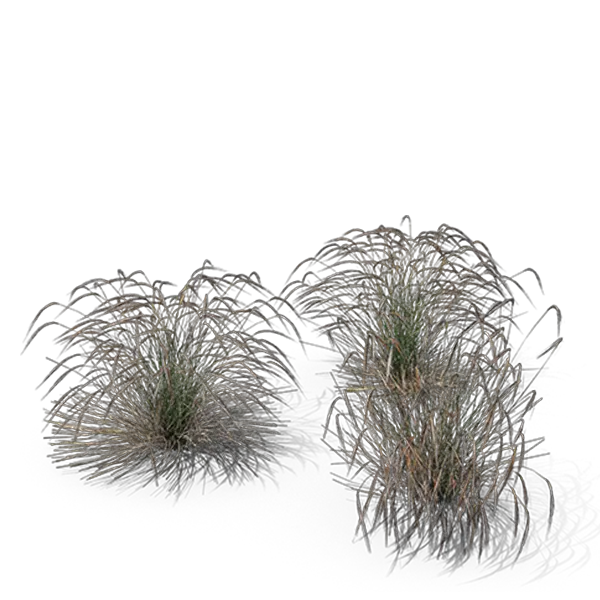 Ornamental Grasses Sweet Grass Png Grasses Png