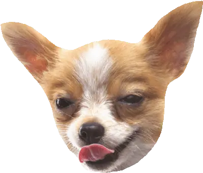 Gif Stickers Chihuahua Png Transparent Animals
