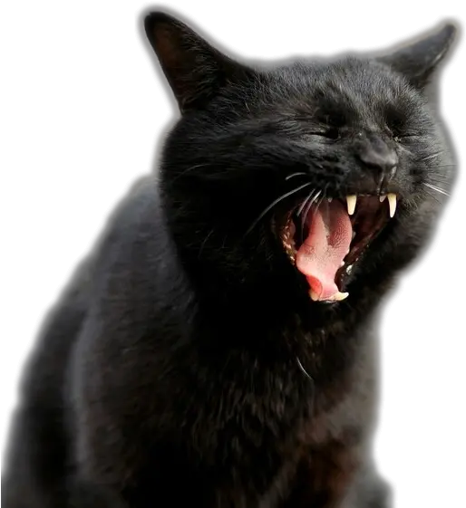 Transparent Screaming Cats Album On Imgur Screaming Cat Transparent Background Png Transparent Cat