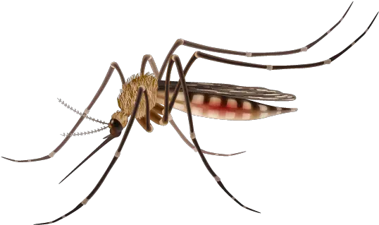 Charlotte Mosquito Control Service Mosquito Clipart Png Mosquito Transparent