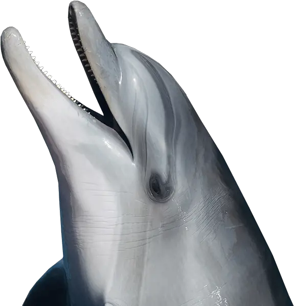 Dolphin Png Common Bottlenose Dolphin Dolphin Transparent Background