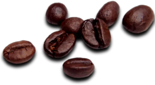 Coffee Beans Png Free Download 20 Coffee Bean Png Beans Png