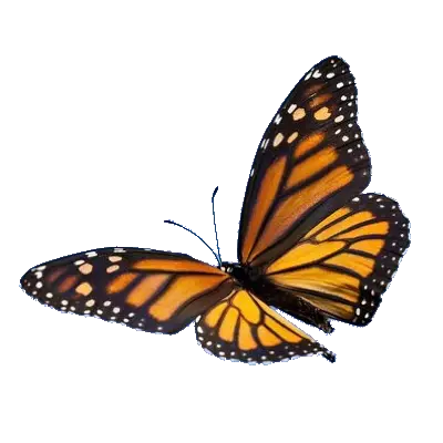 Transparent Butterfly Monarch Butterfly Png Butterfly Transparent