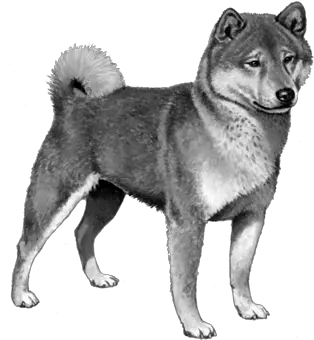 Shiba Inu Saint Bernard Png Shiba Inu Png