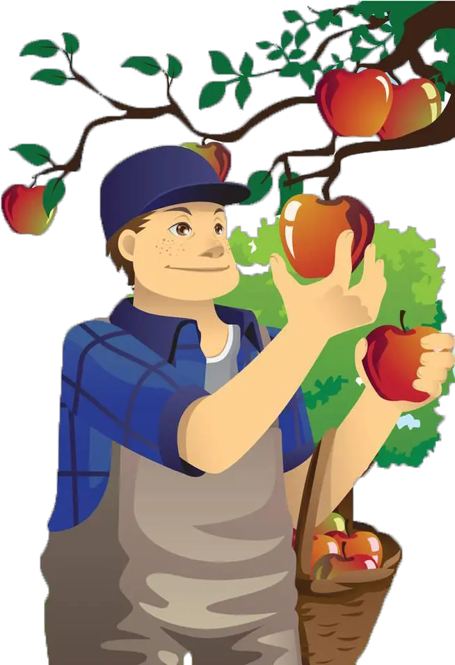 Download Free Apple Orchard Of Village Fruit Uncle Apples Man Eating Fruit Clip Art Png Apples Png