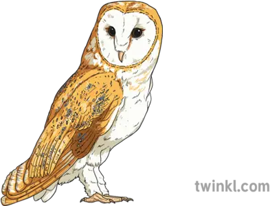 Barn Owl Birds Animals Usa Ks2 Soft Png Barn Owl Icon