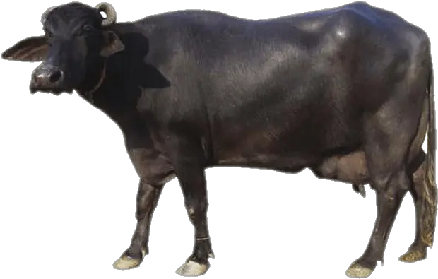 Sourced From Indian Buffalo Breeds Ox Png Buffalo Png