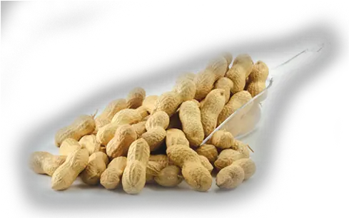 Download Peanuts Peanut Png Peanut Png