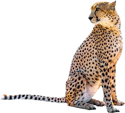 Sitting Leopard Png Transparent Image Cheetah Sitting Leopard Png