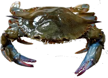 Crab By Viet Cuisine Trading Mud Crab Vs Sea Crab Png Blue Crab Png
