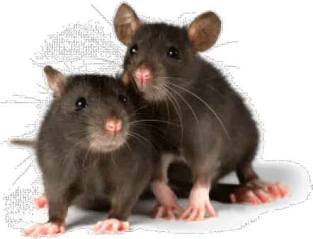 Rat Mouse Png Free Download 3 Two Rats Rat Png