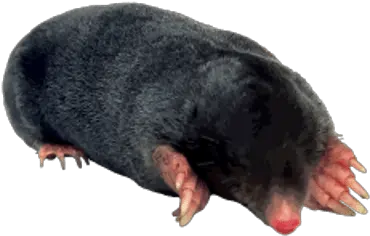 Moles Transparent Png Images Siyah Köstebek Mole Png