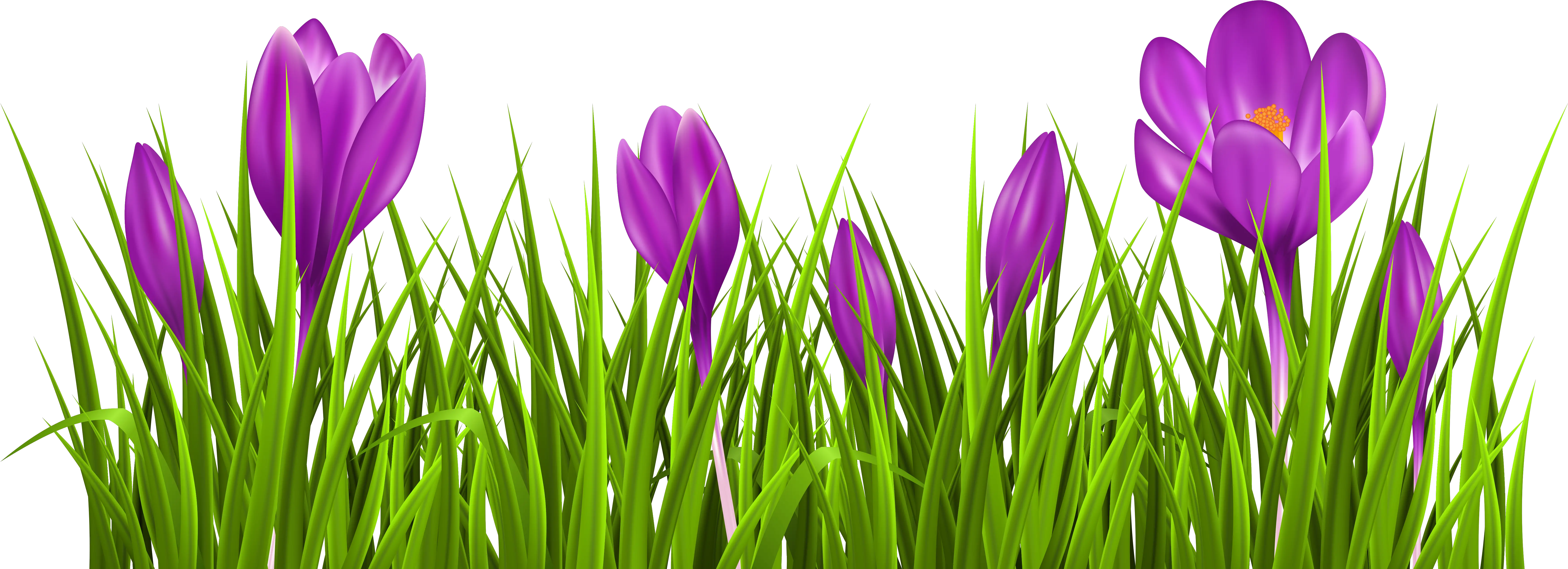 Crocus Cliparts Download Free Clip Art Crocus Clipart Png Violets Png