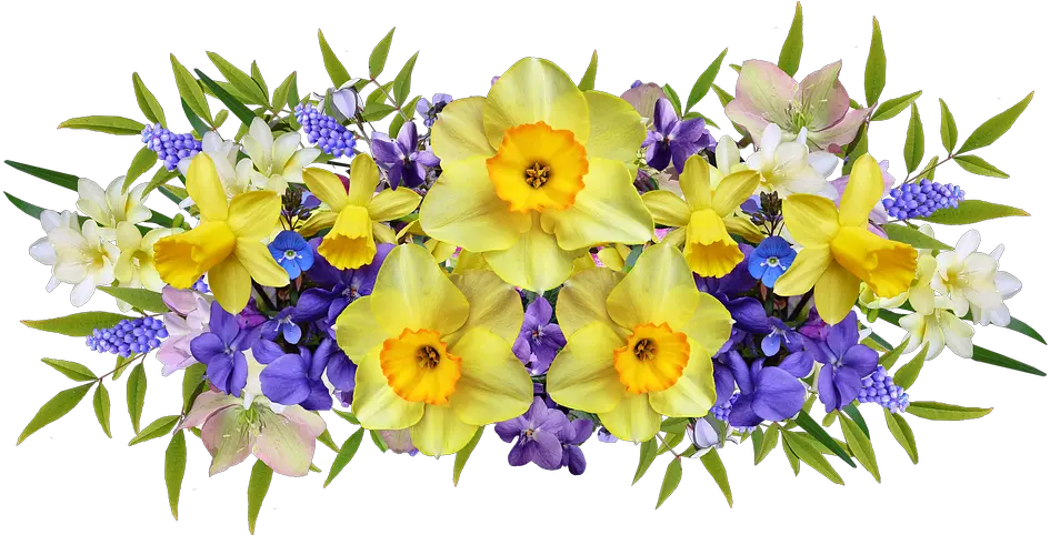 Flowers Spring Daffodils Violets And Daffodils Png Violets Png