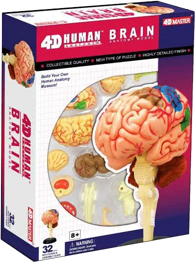 4d Master Mobile 4d Human Brain Png Brain Transparent Image