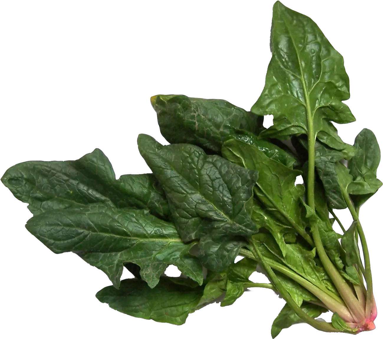 Spinach Png Image For Free Download Spinach Spinach Png