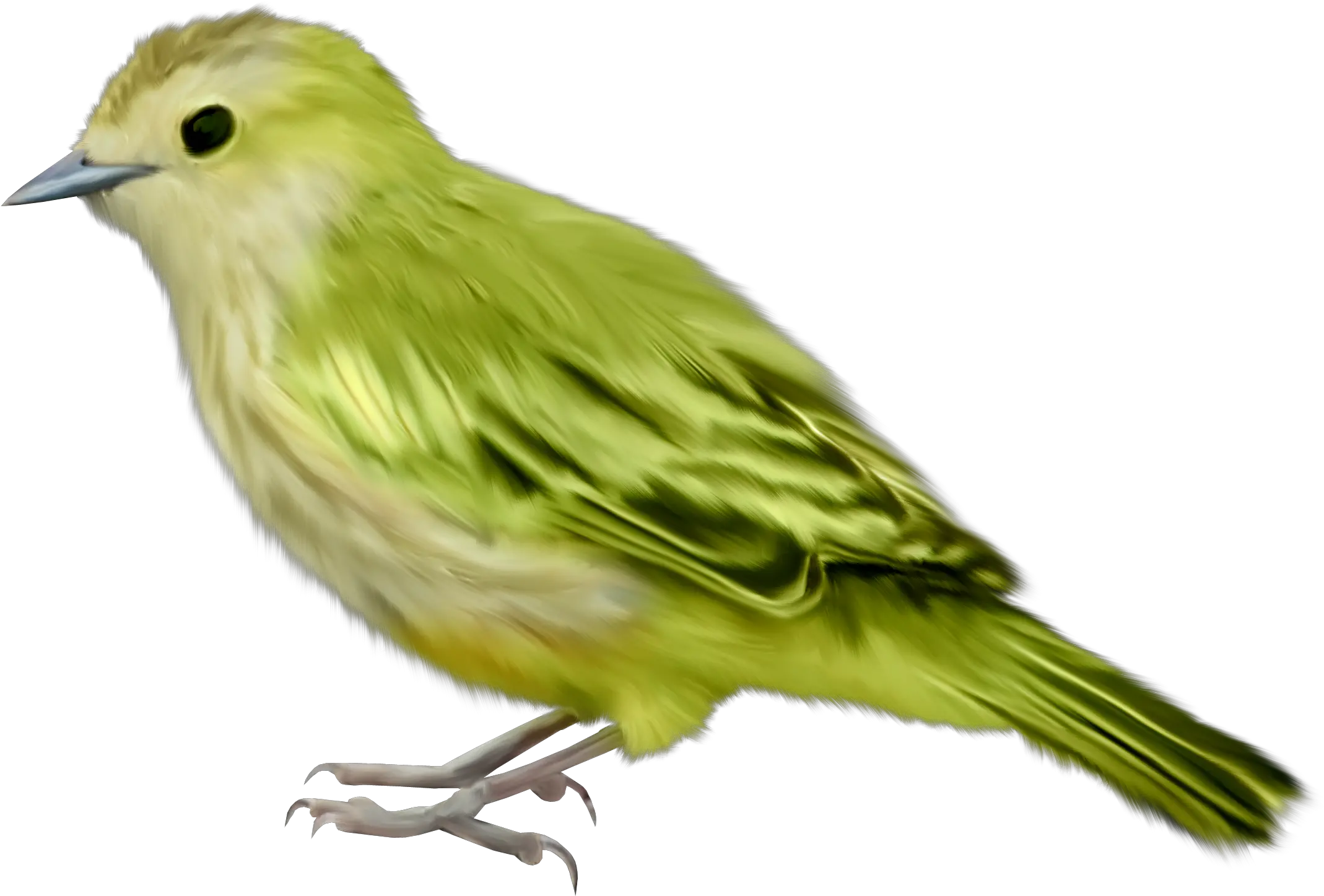 Bird Png Transparent Background Bird Png Transparent Birds Transparent png