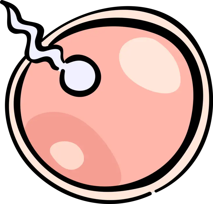 Sperm Fertilizing Egg Royalty Free Egg And Sperm Clipart Png Sperm Png