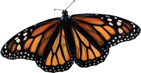 Monarch Butterfly Shower Curtain For Angangueo Png Monarch Butterfly Icon