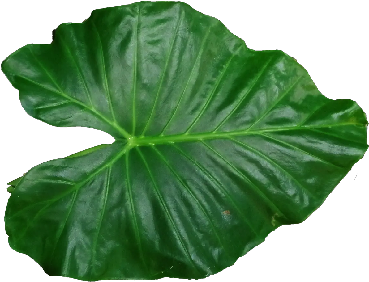 Leaf Png Pic Leaf Png Leaf Png png