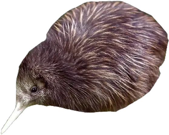 Kiwibird Pngs Png Kiwi Animal Kiwi Bird Png