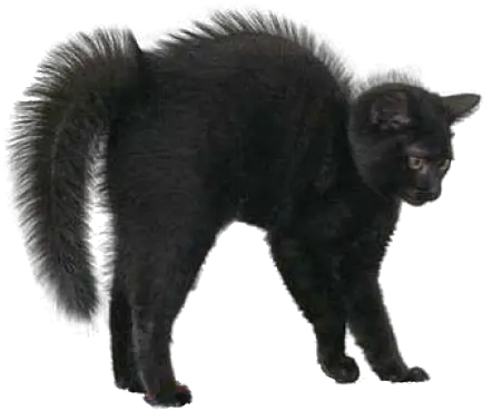 Download Black Cat Png Image For Halloween Black Cat Black Cat Transparent