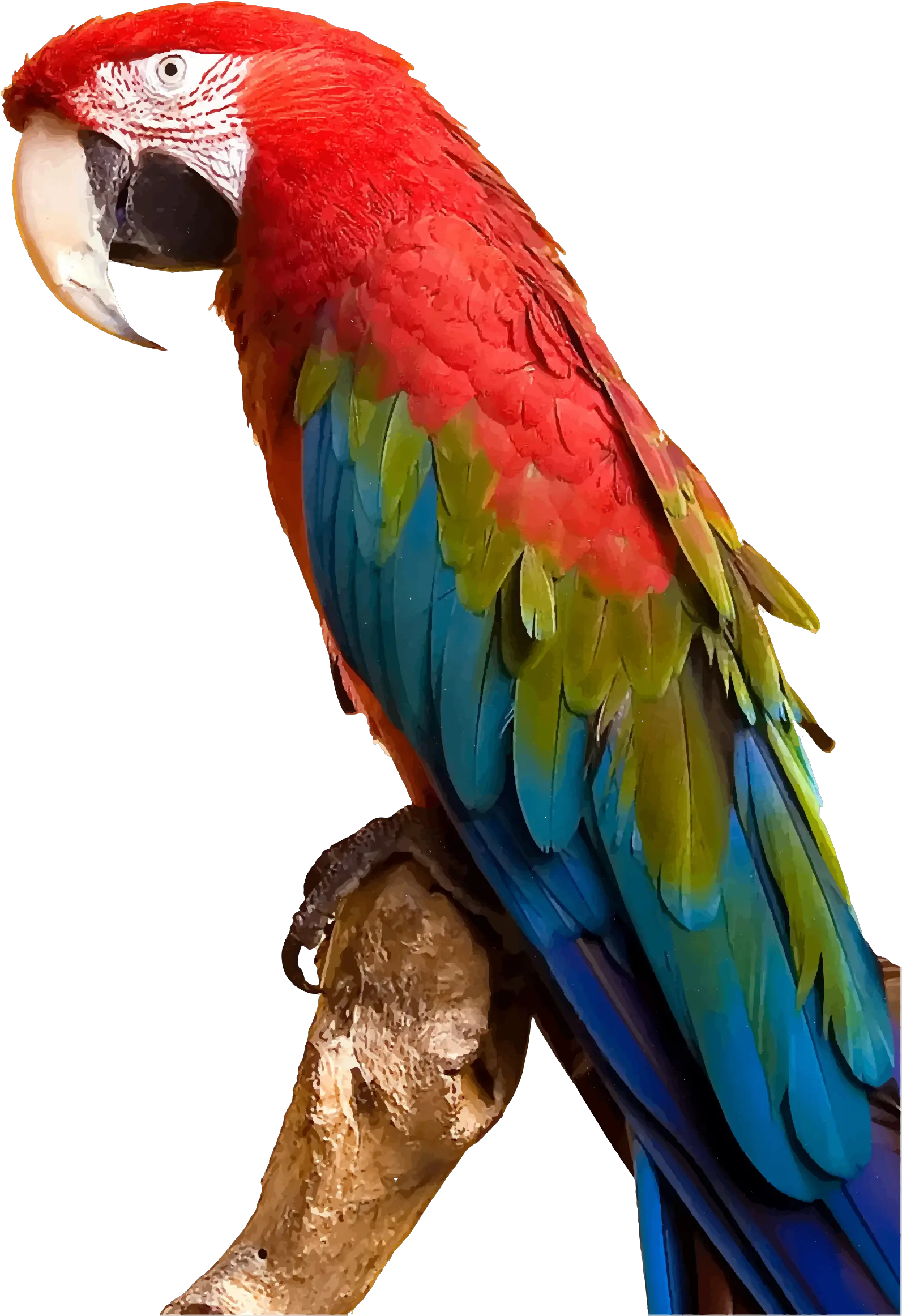 Vector Parrot Colourful Bird Macaw Parrot Png Parrot Transparent