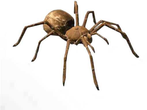 Goliath Birdeater Spider Araneus Png Spider Png