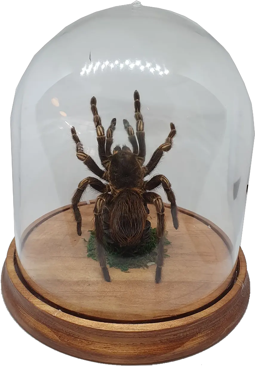 Oddities Tarantula In Large Dome Wolf Spider Png Tarantula Png