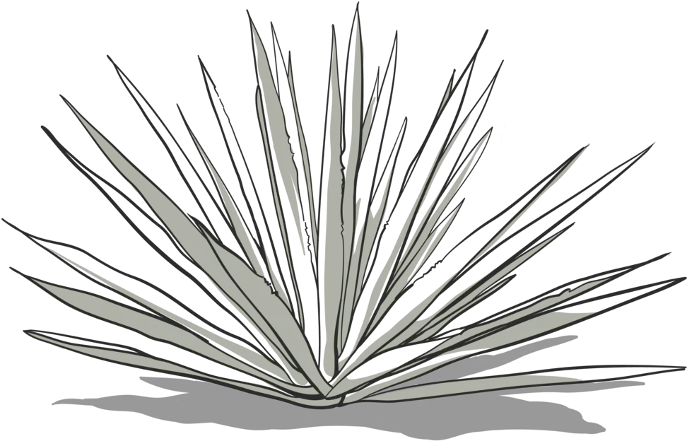 Agave Png Agave Azul Agave Png