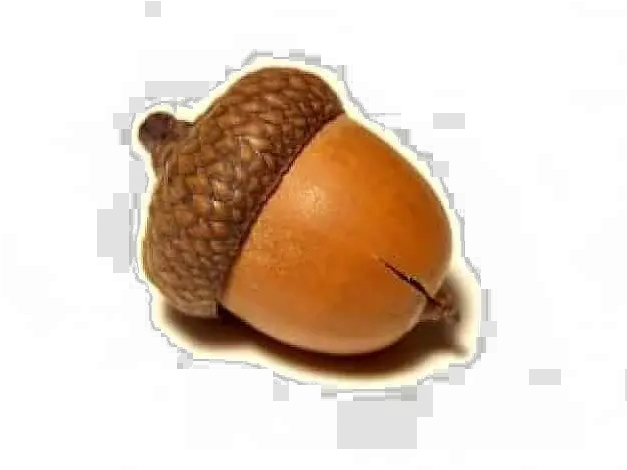 Download Acorn Png Pic Acorn Meaning Acorn Transparent Background