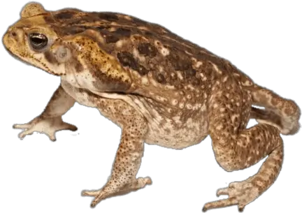 Toad Side View Transparent Png Cane Toad Toad Png