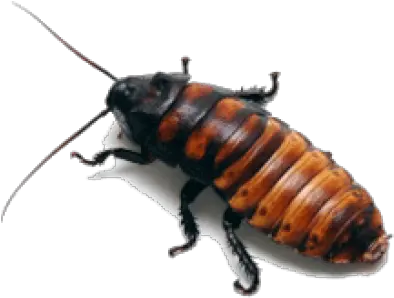 Png Background El Paso Zoo Cockroach Roach Png