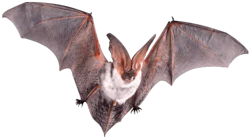 Bats Transparent Png Images Echolocation Diagram Bat Transparent