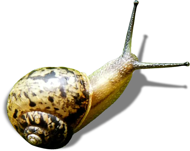 Snail Green Gastropods Png Snail Png