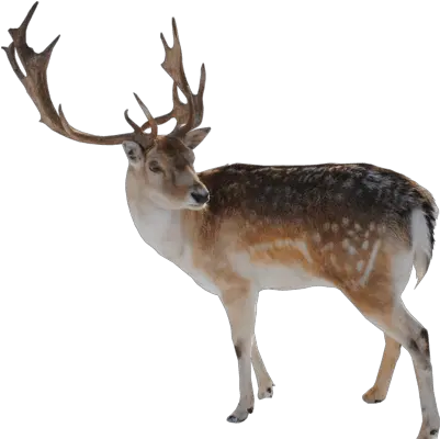 Reindeer Transparent Background Reindeer Png Reindeer Transparent